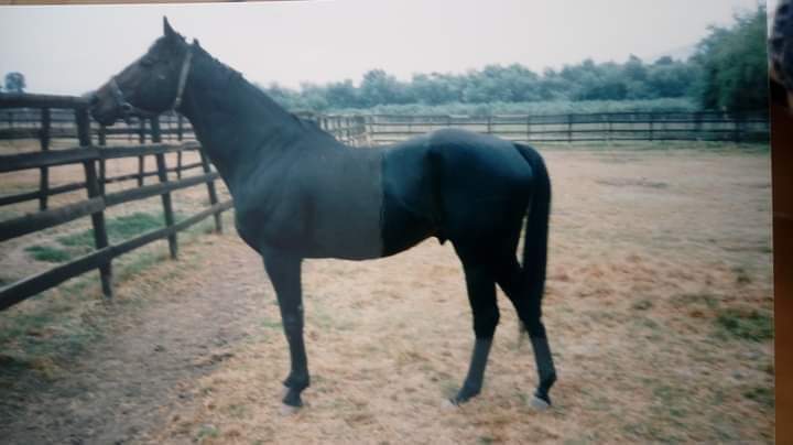 HORSERACING1002's tweet photo. BORDER REALITY 🇺🇸 1987
(IN REALITY - BORDER BY SPECTACULAR BID)
#BorderReality https://t.co/mnieDgxMjT