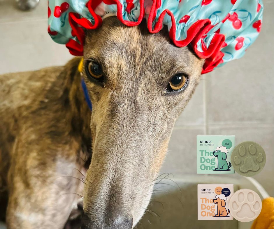 We have one each of the @wearekind2 fragrance-free (great for sensitive skin) & Neem and Lavender (calming plus natural flea & tick repellent) shampoo bars to give away. Send your bathtime photos, and one lucky winner will get to try them out! greyhoundsinneed.co.uk/blogpost/win-n… #greyhound