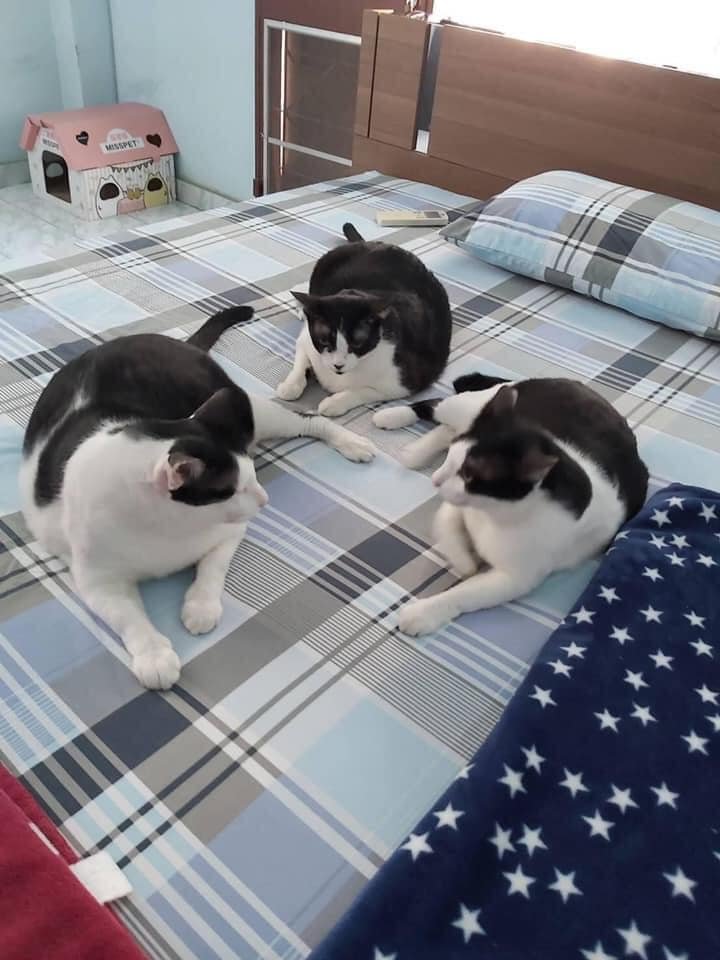 tôn hành giả giả hành tôn,con nào mới là thật đây
#Cat #Funny