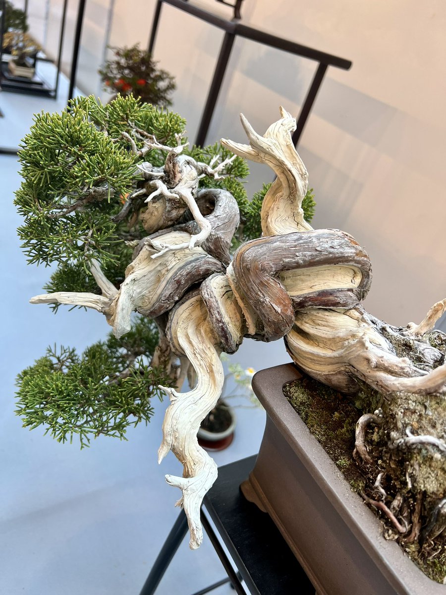 bonsai_tanaka tweet picture