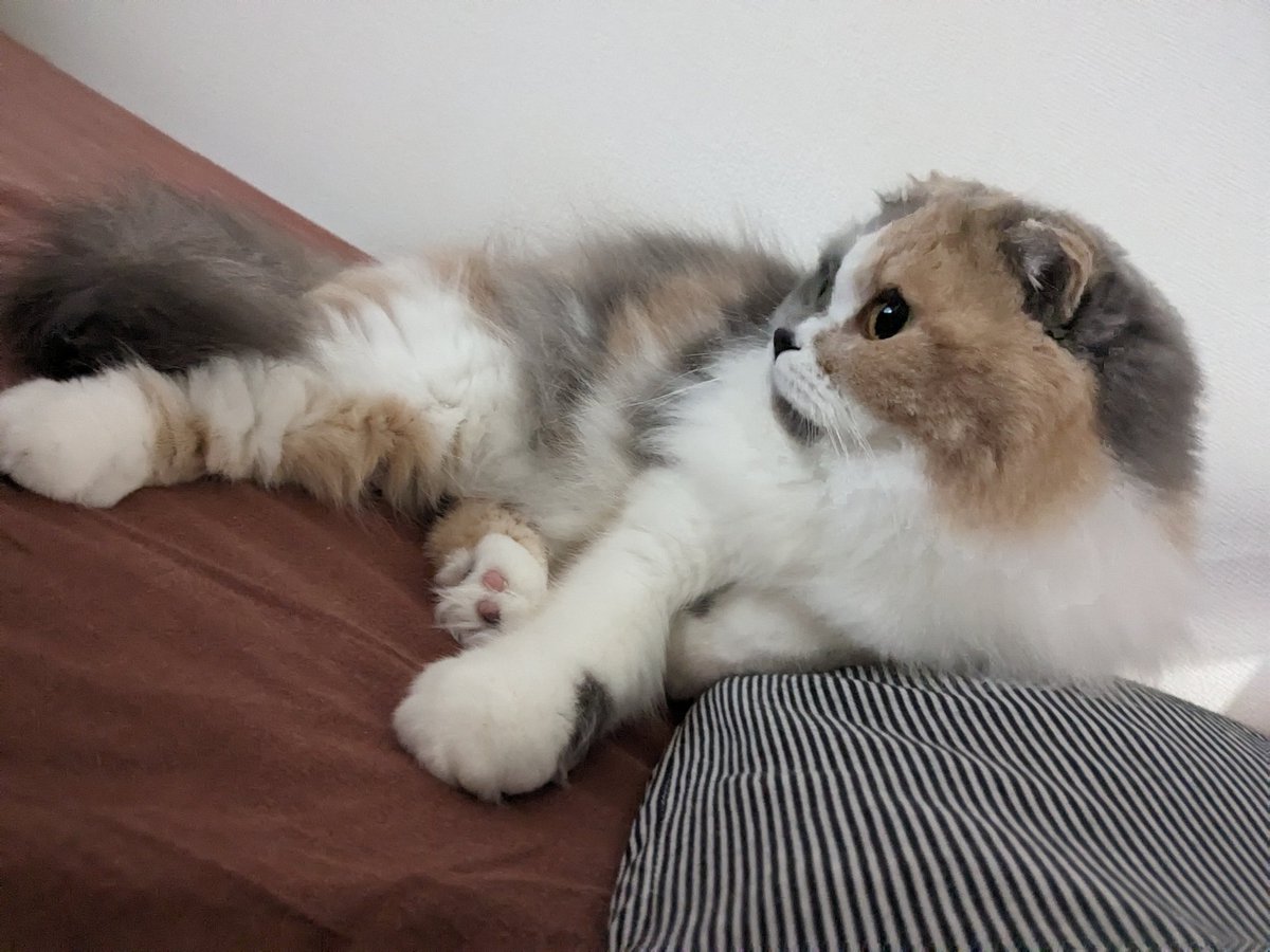 MoKo_1_16's tweet photo. 添い寝 もこ
※このあと自分の尻尾と足で遊び始めた

#ねこ #猫 #もこ #スコティッシュフォールド #猫のいる幸せ #折れ耳 https://t.co/ydWSsQtE5V