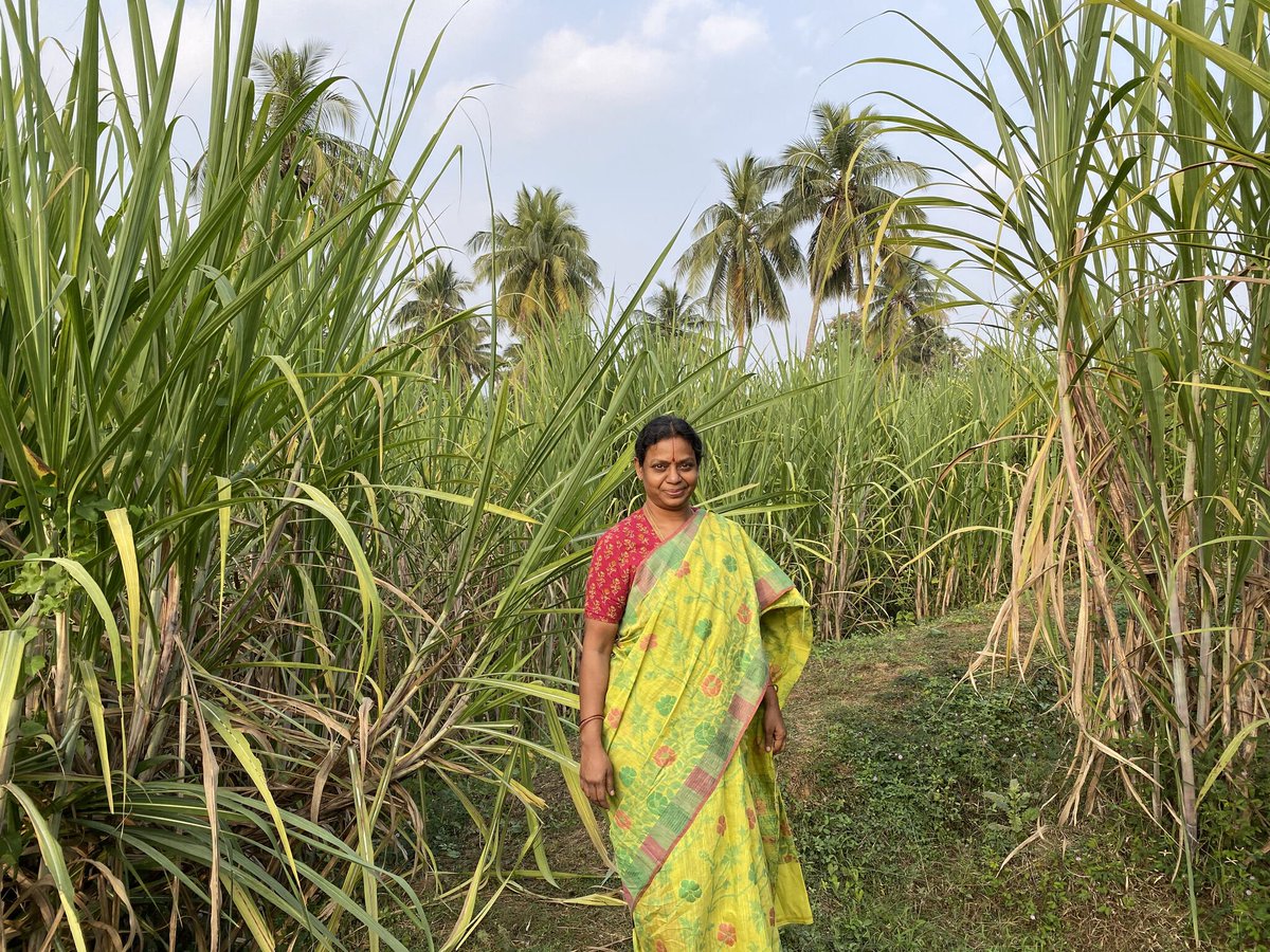 APZBNF's tweet image. For strengthening value chains, our partner @ProducersTrust under @KeithAgoada digitised  #Naturalfarming entrepreneur Vijayagaru&apos;s journey.  They have added a StoryBird to packaging so that whoever purchases her jaggery can read her story. More here 
producersmarket.com/organization/s…