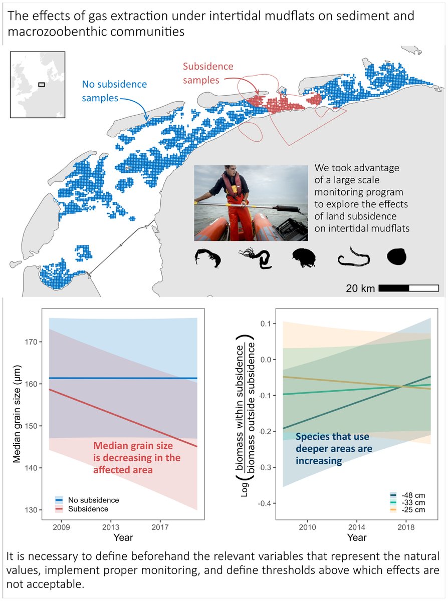 The effects of gas extraction under intertidal mudflats on sediment and macrozoobenthic communities🌊 Proposes median grain size, mud fraction and macrozoobenthic composition as good measures of the natural values of the Wadden Sea📊 🔗doi.org/10.1111/1365-2…