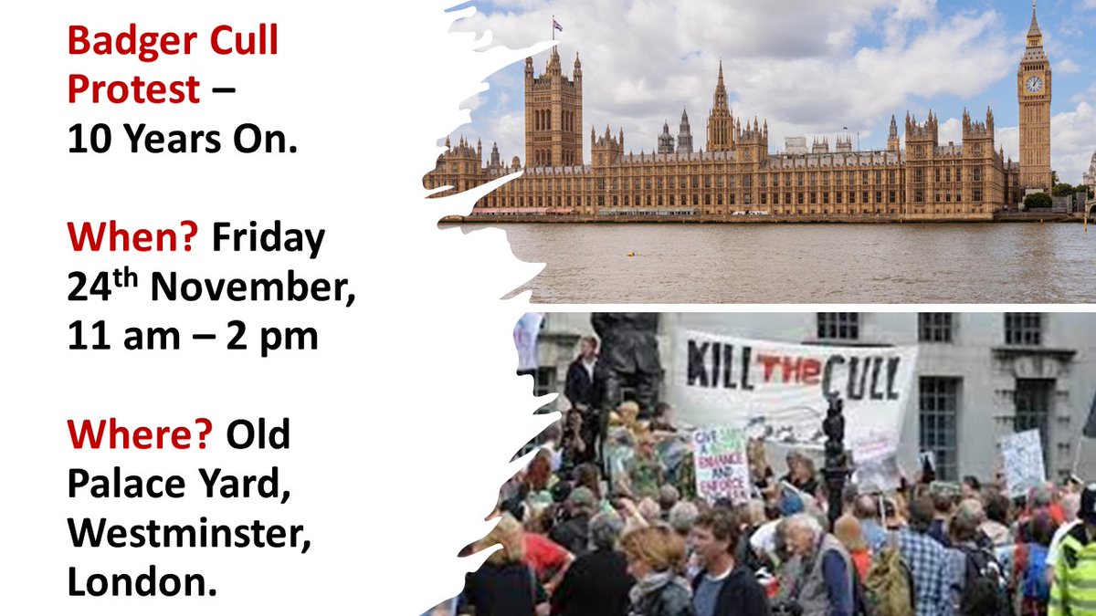 TOMORROW!
FRIDAY 24TH NOVEMBER
BADGER CULL PROTEST – 10 YEARS ON