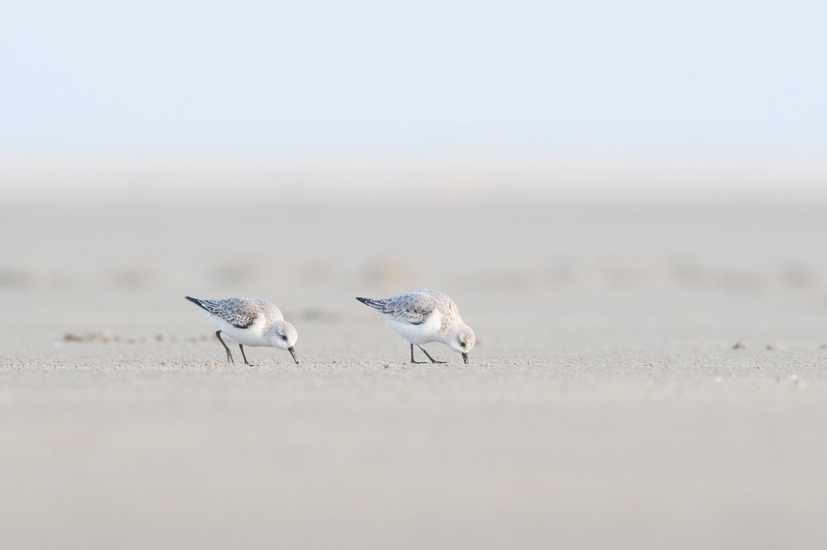 De hele maand november is het nog Kunstmaand op Ameland. Wil jij hier bij zijn, dan kan dat! Neem voor alle handige info een kijkje op: vvvameland.nl/kunstmaand