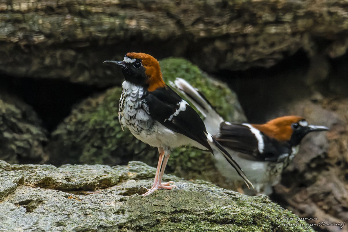 Sundaic #forest specialties from Krung Ching a month ago; the threatened Wallace's Hawk Eagle, Spectacled Spiderhunter, Malayan Banded Pitta &amp; Chestnut-naped Forktails

#BirdsSeenIn2023 #birdphotography #BirdTwitter #BirdsOfTwitter #birding #NaturePhotography #wildlifephotography