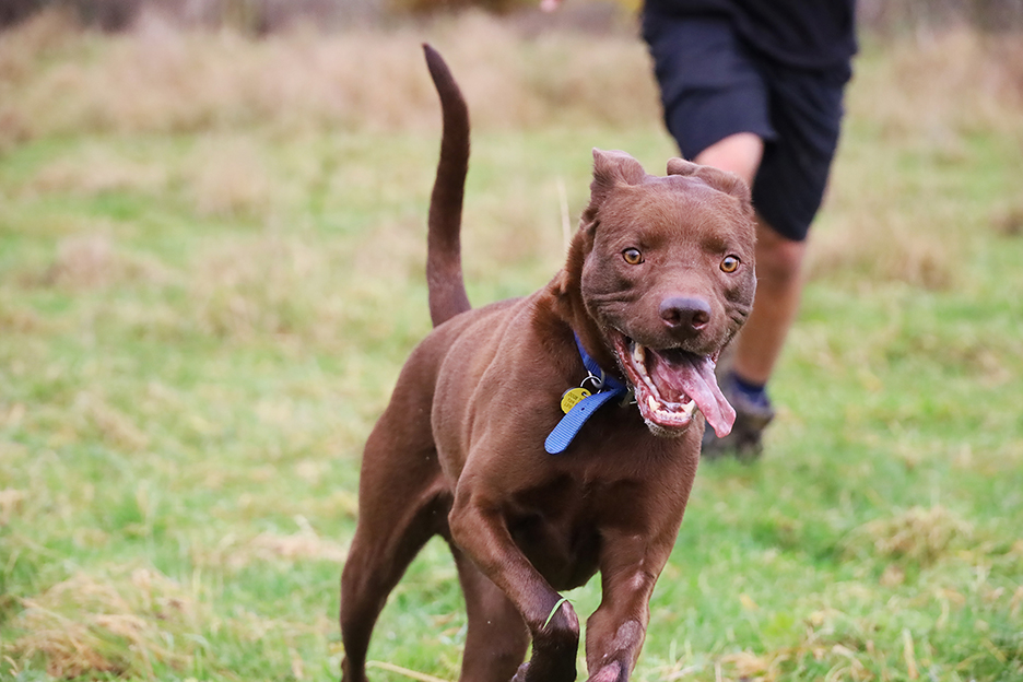 DT_Leeds's tweet photo. Oh we do love a good off-lead play session with our Underdog Rocket!
ππ₯°ππΆππ
Find out if you'd be a good match for himπ https://t.co/C5eiDWPHEy
#RescueDog #AdoptDontShop #Rehome #AdoptADog #HappyDog #Playtime #AwesomeDog #BestFriend #Leeds #DogOfTheDay @DogsTrust https://t.co/ErhHY004sJ