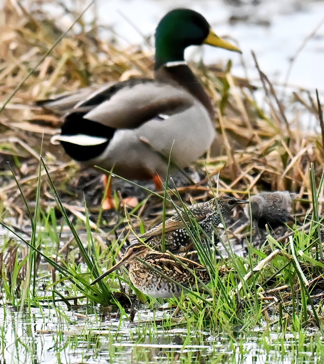 3 different species of bird in this pic, which I photographed last weekend at a gloomy RSPB Greylake in Somerset. 😊
 What are they? 🤔🐦