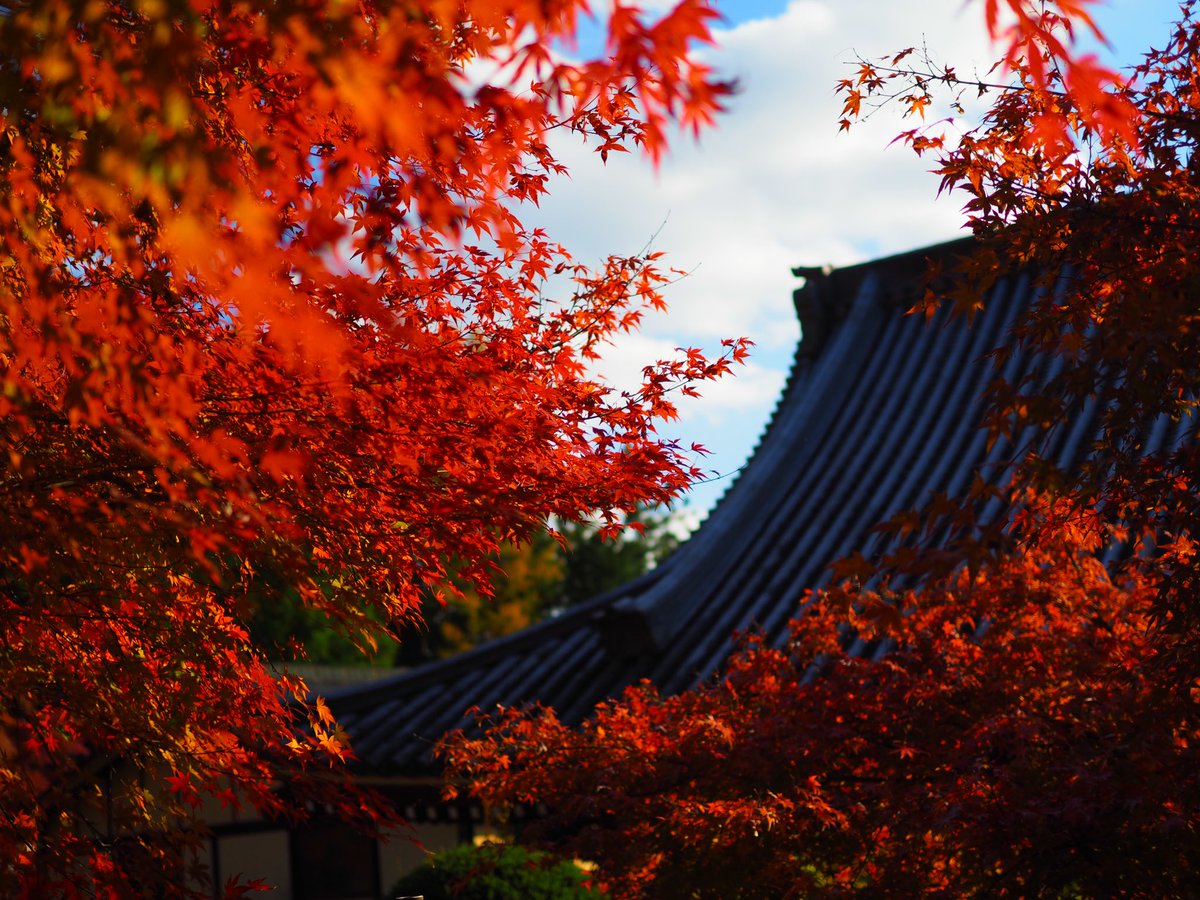 suirennotera's tweet photo. 裏庭の紅葉が綺麗です https://t.co/cdymLPAvfs