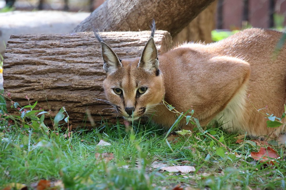 BrandywineZoo's tweet photo. The zoo is open with FREE admission today (Thurs 11/23) and tomorrow (Fri 11/24). π
Happy Thanksgiving! We are thankful for you and your support. π€
πΈ: Keeper Doug
#thankful #OptOutside #caracal #thanksgiving #OptOutsideDelaware #DEStateparks #inwilm https://t.co/RYCCTpOzjK