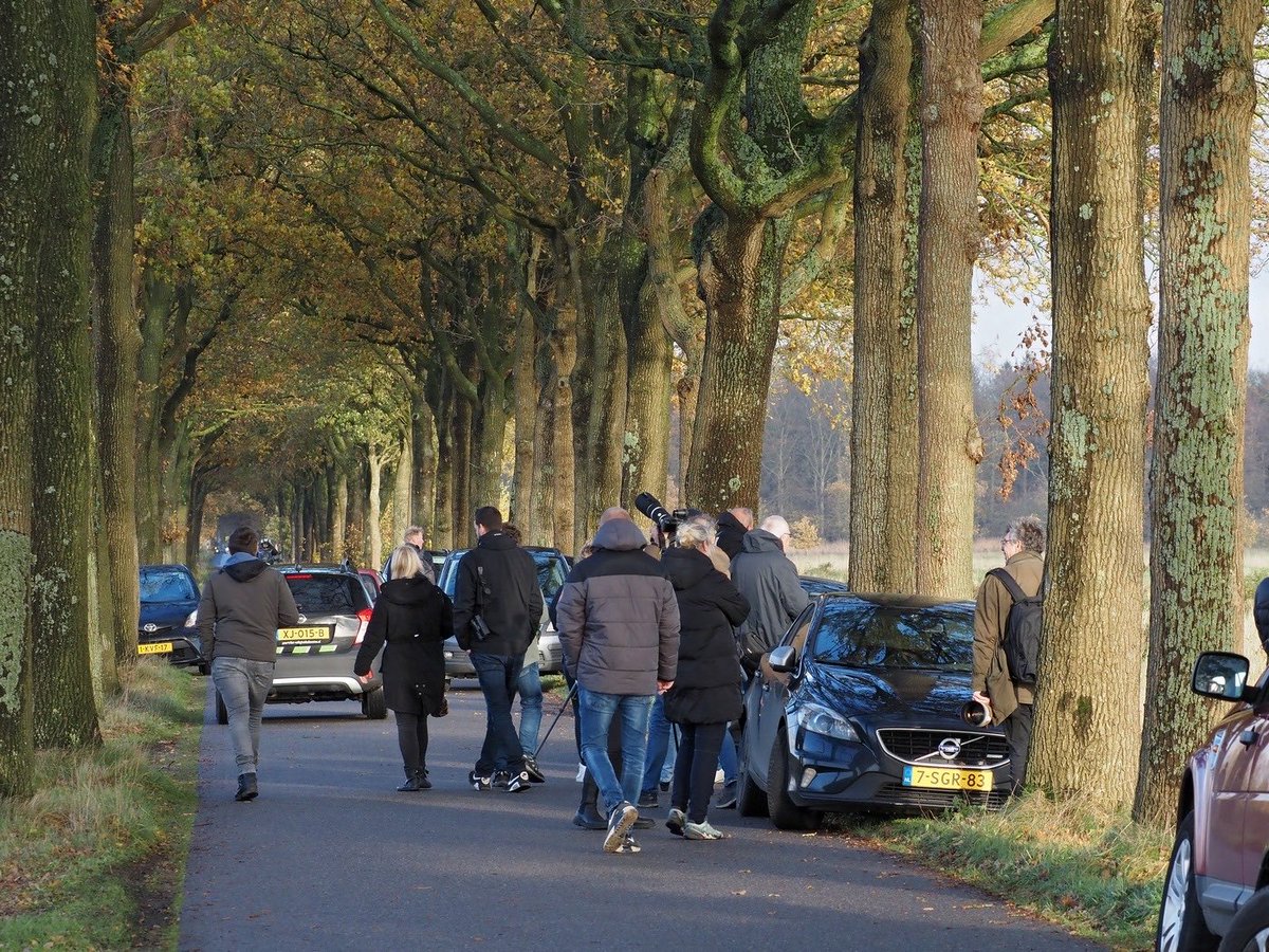 N2000drenthe's tweet photo. Het stopverbod op de Oude Willemsweg is ingesteld. Geen gevaarlijke situaties meer voor mens en dier, alleen maar om een glimp van de wolf op te vangen. Laat de wolf met rust! Wennen aan mensen leidt tot problemen. ⁦@ProvDrenthe⁩ ⁦@_Prolander⁩ ⁦@staatsbosbeheer⁩ https://t.co/ItN17OgRX0