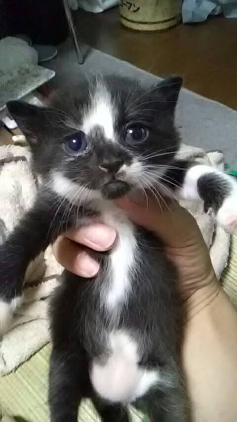 amkas25's tweet photo. まだ若いお母ちゃん😼が沢山の愛情注いで子猫を育て、今では全員お母ちゃん😼より大きく育ちました
皆個性が違ってお母さん😼姉妹との食事で皆の性格出てるなって感じました
#猫好きさんと繫がりたい
#猫の居る暮らし 
#多頭飼い 
#母猫
#子猫
#箱入り娘
#ちゅーる
#ちゅーぶ https://t.co/cg9OfOpLGn