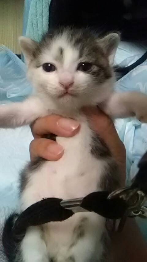 amkas25's tweet photo. まだ若いお母ちゃん😼が沢山の愛情注いで子猫を育て、今では全員お母ちゃん😼より大きく育ちました
皆個性が違ってお母さん😼姉妹との食事で皆の性格出てるなって感じました
#猫好きさんと繫がりたい
#猫の居る暮らし 
#多頭飼い 
#母猫
#子猫
#箱入り娘
#ちゅーる
#ちゅーぶ https://t.co/cg9OfOpLGn