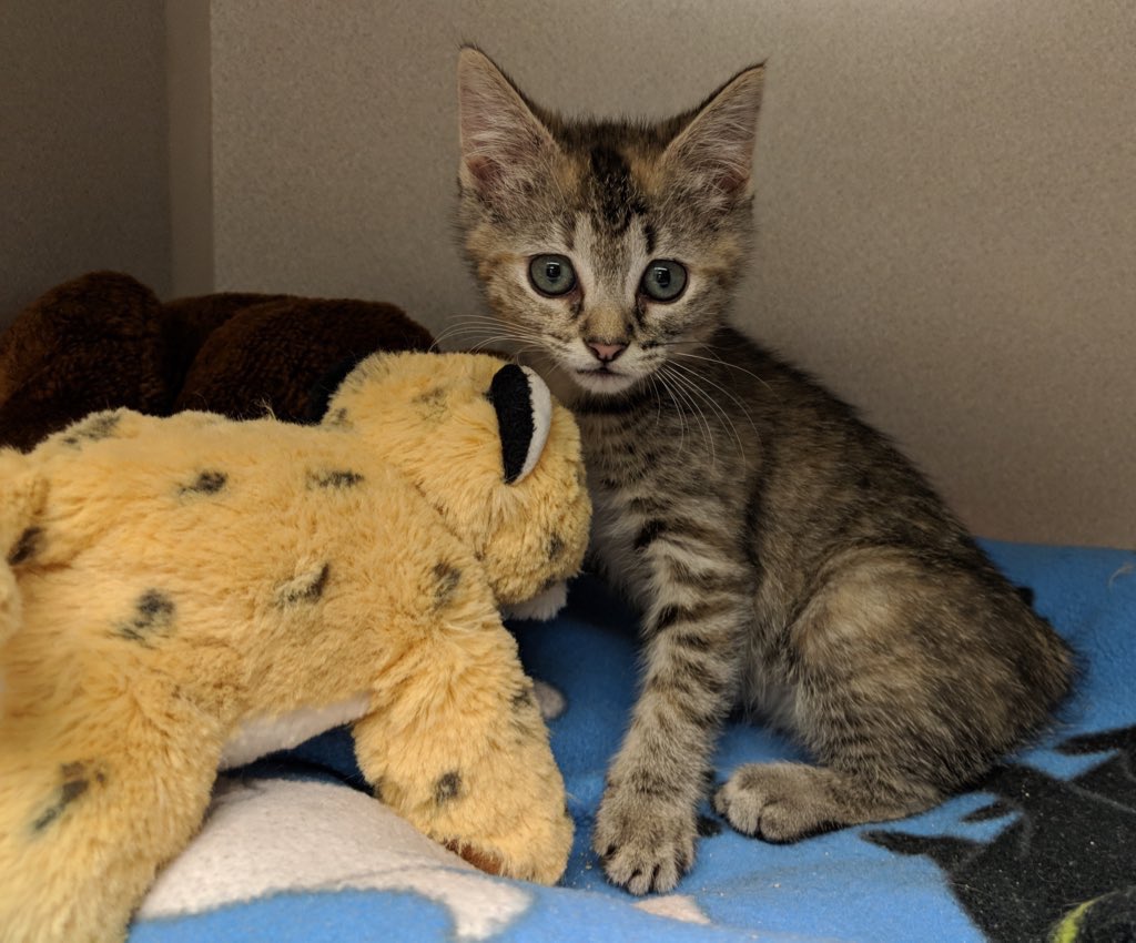 A tiny me! Happy #ThrowbackThursday & if celebrating #HappyThanksgiving I hope your day is filled with love and kindness💖💖 #CatsAreFamily #CatsOfTwitter #CatsOfX #TabbyTroop #thursdayvibes