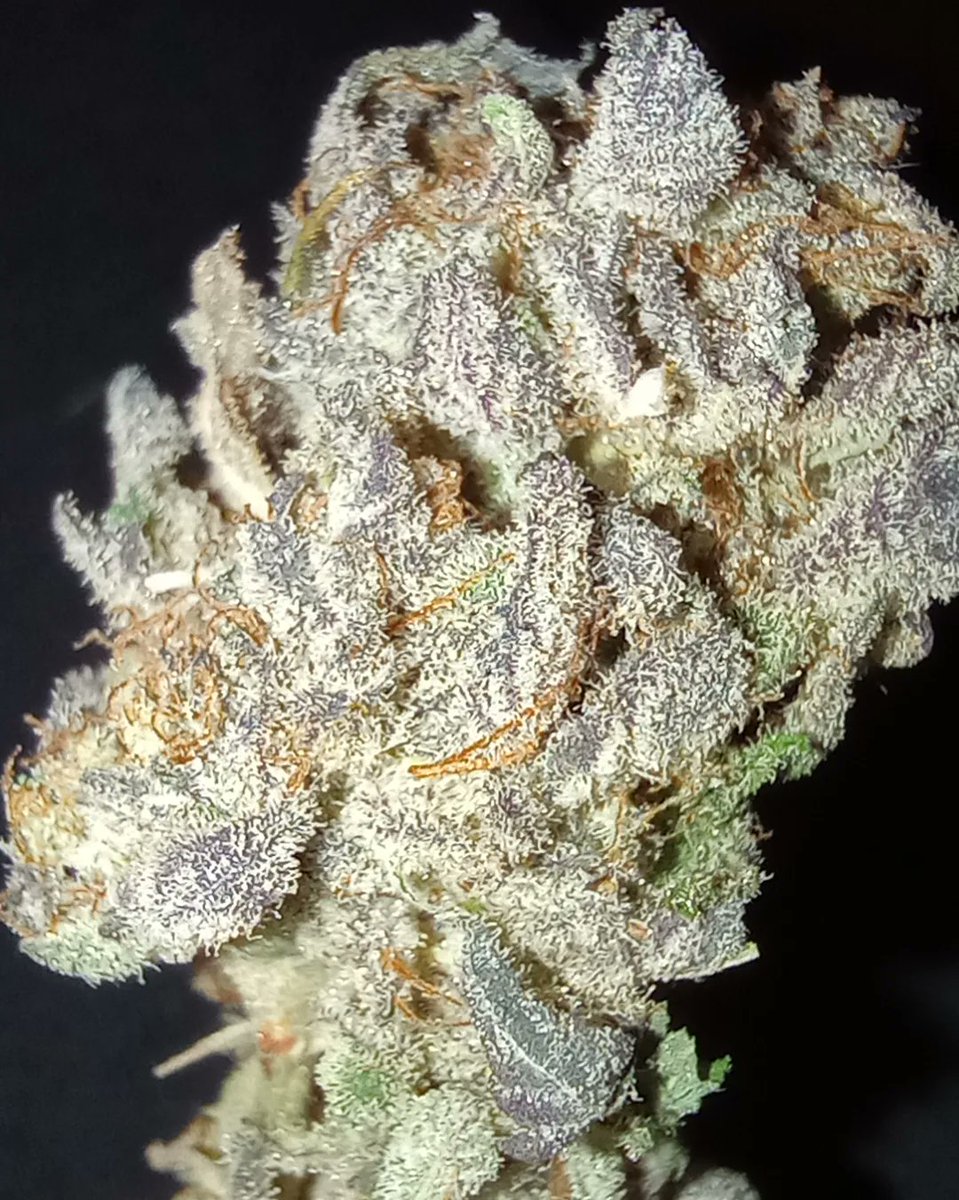 Haole Moonshine my cuts 😎🤙🏼