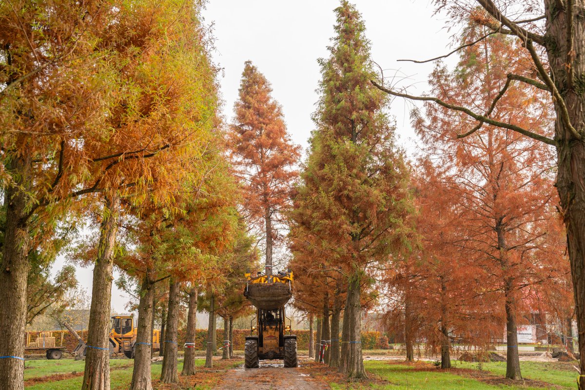 HullMaritime's tweet image. Exciting progress as the first trees to be planted within Queens Gardens have been lifted, rootballed and prepared for transportation to Hull.

Read more maritimehull.co.uk/whats-happenin…

@GavinJonesLtd @crreynoldsltd @Hullccnews