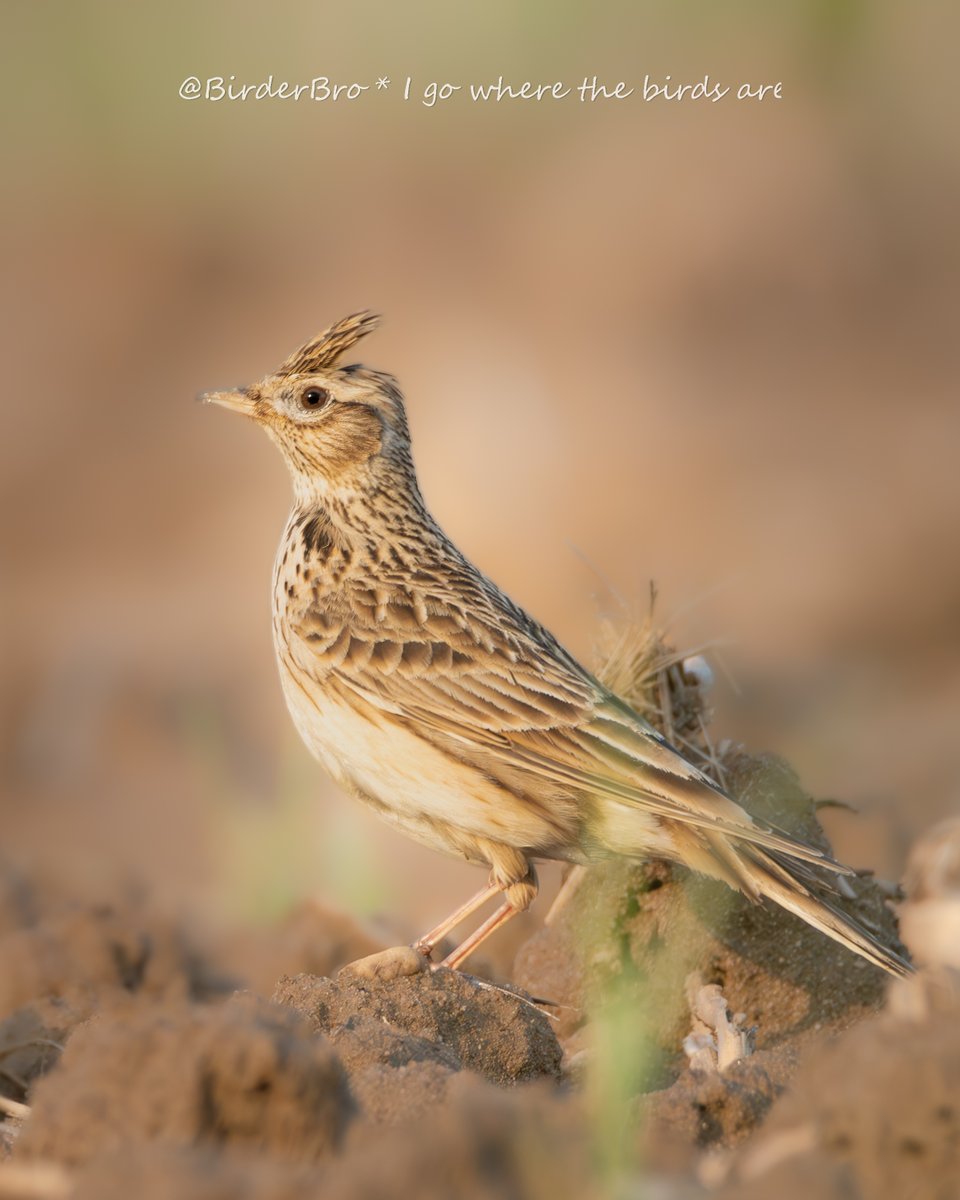 2 cents🪙on feeding #birds➡️ur thoughts⁉️
-great for #birdwatching/#birdphotography
-no help to species hardest hit by decline (e.g. Skylark)
-conventionally grown birdfood decimates #insect🪰populations & is NOT #BirdFriendly
💡
✅for education
❌for #biodiversity #conservation