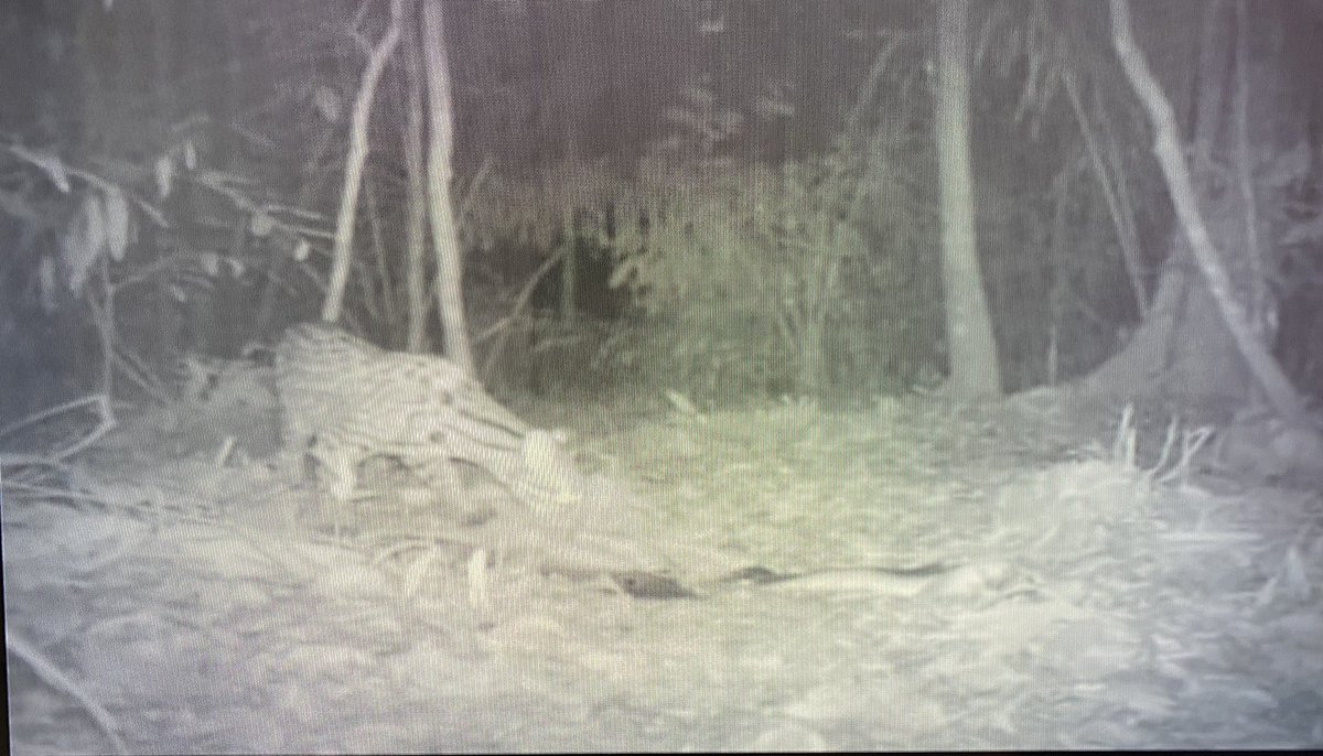 ‘Zwakke, kwetsbare’ vrouwen, inheemse volkeren werden heel lang zo gezien, met een vleug onverschilligheid, net zoals #bewakingscamera’s registreren. Nog 1 week hierover te zien en te reflecteren @BradwolffProjects in #Amsterdam van kunstenaar/wetenschapper #PaulaAlbuquerque