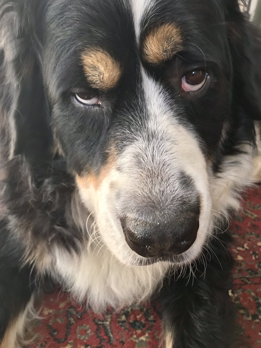 When you find out your American friends are having turkey and you’re not. #bernesemountaindog #thursdayvibes #dogs
