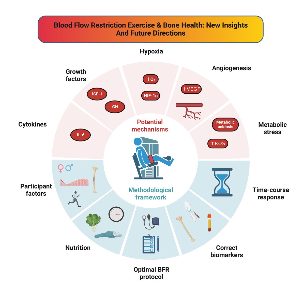 Nice to see this paper from myself and @centner_c now online in @japplphysiol #ArticlesInPress

We discuss the idiosyncratic responses of bone in relation to #BFR exercise, and develop a methodological framework for future research

journals.physiology.org/doi/abs/10.115…