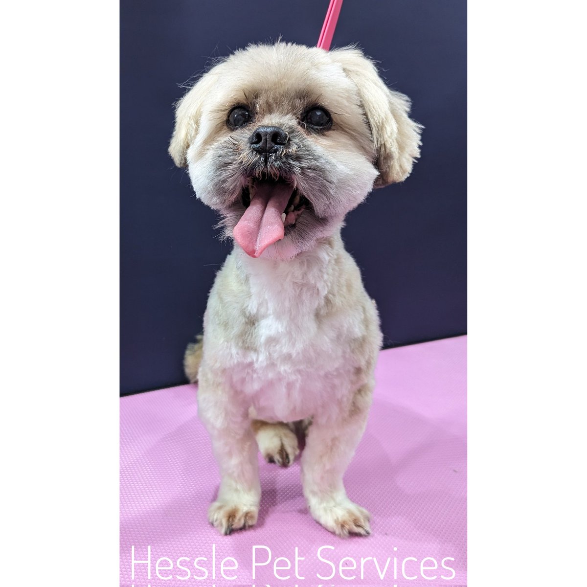 She feels years younger after her pamper 💖
#DogGroomer #Hessle #LhasaApso #Lhasa #SeniorDog #DogsOfTwitter