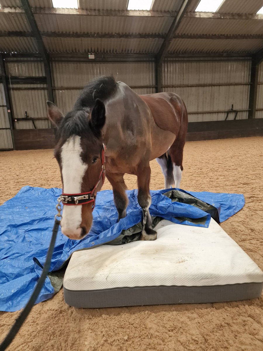 PSOSHorses's tweet photo. Culzean here! Hope you're all wrapped up in this weather! ๐ฌ My training involves getting used to different things under my feet and I had some fun today when the arena was turned into a playpen! I was told I was a very clever boy! (I agree!)
#HorsingAround
#TrainingIsFun https://t.co/0gK8CWBmF3