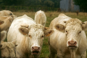 Animals_EFSA's tweet photo. New report #EFSA_EU summarizes outcome of #Network of #AnimalWelfare of #EFSA_EU #ABMs identified to assess #AnimalWelfare of #beef #cattle See 👉 https://t.co/1wjWBbIObZ https://t.co/M7z79Yg7zY