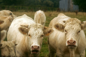 New report #EFSA_EU summarizes outcome of #Network of #AnimalWelfare of #EFSA_EU #ABMs identified to assess #AnimalWelfare of #beef #cattle See 👉 bit.ly/3uxIGuo