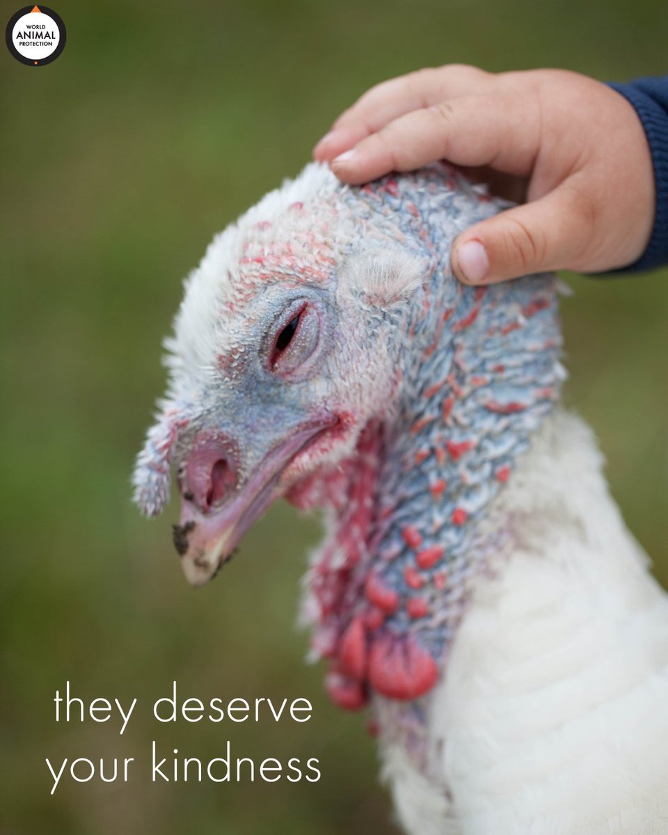 Be kind to ALL animals this Thanksgiving. Leave turkeys off your plate. 🌱🦃🧡