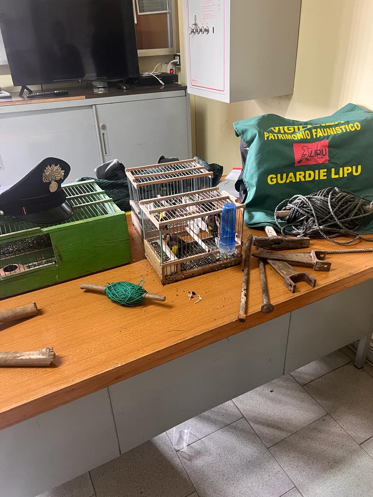 MatteoPalmisani's tweet photo. Operazione dei @_Carabinieri_ con le guardie volontarie della LIPU #Caserta , @LipuODV , @falcianesedoc a Francolise (#Caserta ) . Sequestrati #cardellini e materiale di cattura. .@rep_napoli, @casertafocus,@casertaweb,@casertace,@Agenzia_Ansa, @radiotvcaserta https://t.co/oB6ZYSt5AY