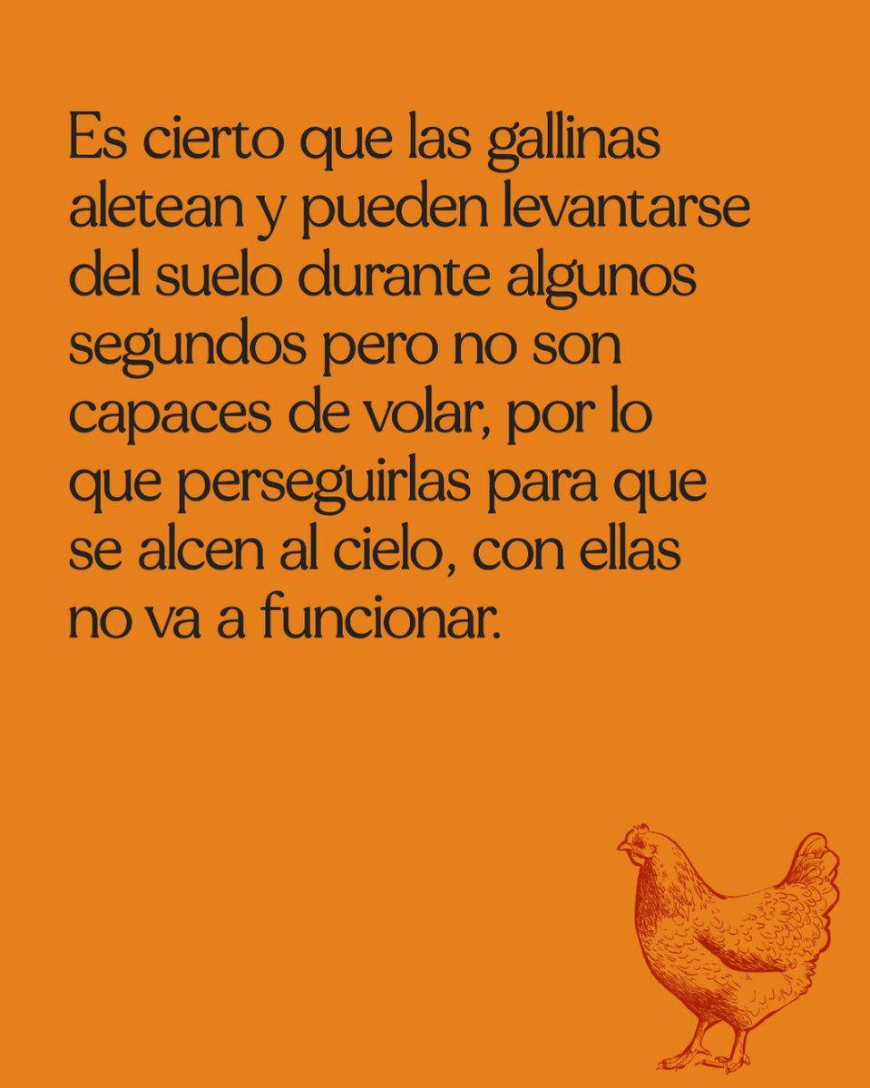 Vuela Paca Vuela 🐓🐓🐓
Para está harta, porque nadie se entera de que no puede volar solo aletear y despegar un poco del suelo. ¡Todo el mundo siempre con lo mismo!
#gallina #campomayor #huevoscampomayor #huevoscamperos #gallinascamperas #granjacampomayor