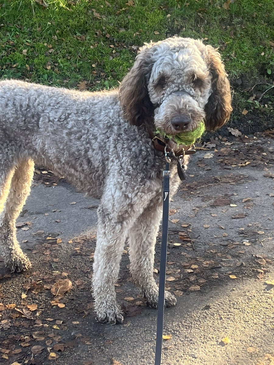 MulberryDeFloof's tweet photo. 🧸It’s been nearly a month since I post so I have to tell you I’ve done a lot:
🐾Circa 433k steps
🍾Visited 15 pubs
🎾Found 10+balls
🥳Attended a 50th birthday party
🩸Had my second season
🐶Played with lots of new friends

#officedogs #newfypoo https://t.co/NkZxFw4oif