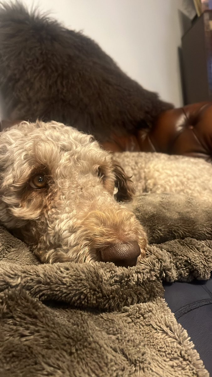 🧸It’s been nearly a month since I post so I have to tell you I’ve done a lot:
🐾Circa 433k steps
🍾Visited 15 pubs
🎾Found 10+balls
🥳Attended a 50th birthday party
🩸Had my second season
🐶Played with lots of new friends

#officedogs #newfypoo