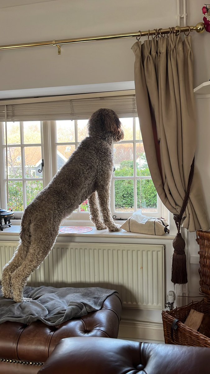 MulberryDeFloof's tweet photo. 🧸It’s been nearly a month since I post so I have to tell you I’ve done a lot:
🐾Circa 433k steps
🍾Visited 15 pubs
🎾Found 10+balls
🥳Attended a 50th birthday party
🩸Had my second season
🐶Played with lots of new friends

#officedogs #newfypoo https://t.co/NkZxFw4oif