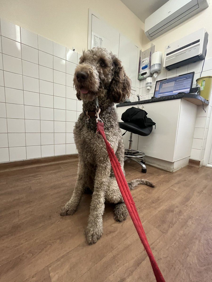 MulberryDeFloof's tweet photo. 🧸It’s been nearly a month since I post so I have to tell you I’ve done a lot:
🐾Circa 433k steps
🍾Visited 15 pubs
🎾Found 10+balls
🥳Attended a 50th birthday party
🩸Had my second season
🐶Played with lots of new friends

#officedogs #newfypoo https://t.co/NkZxFw4oif
