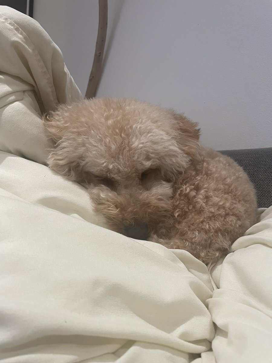 胸が苦しくなったら後ろ向いて小さくなって寝てるモフモフを愛でて一旦呼吸整えてた