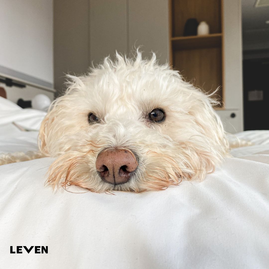 Kevin 🐾 is so comfy that he doesn't even want to move to go for a walk around town.

#doglife #dogfriendlyhotel #levenmanchester #hotelbed #boutiquehotel #hotelstyle #visitmanchester #ilovemcr