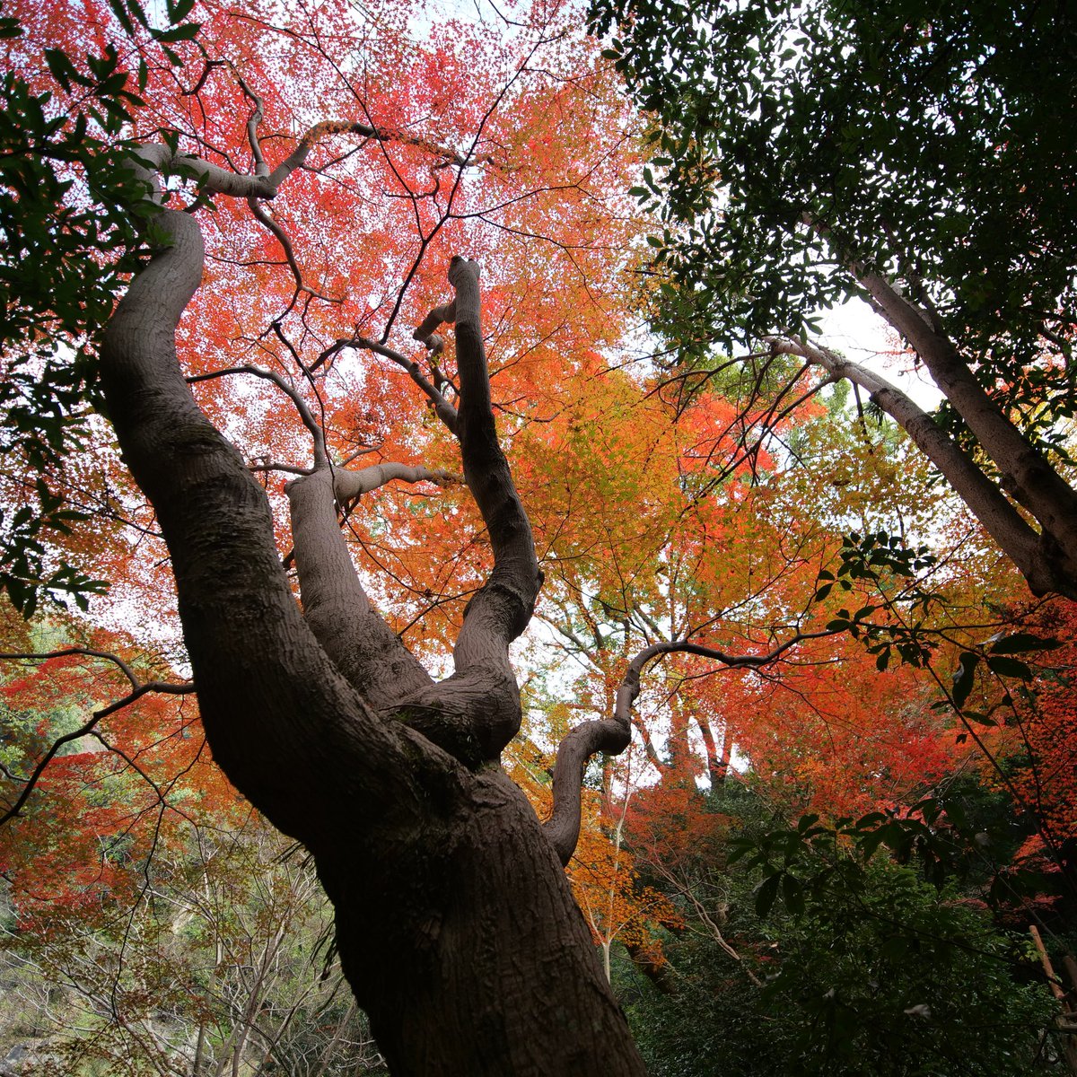 Ascension le long des #cascades #nunobiki jusqu'au #jardin des herbes de #Kobe

#LumixG9 #laowa7_5mm

instagram.com/p/Cz_VAIML5il/