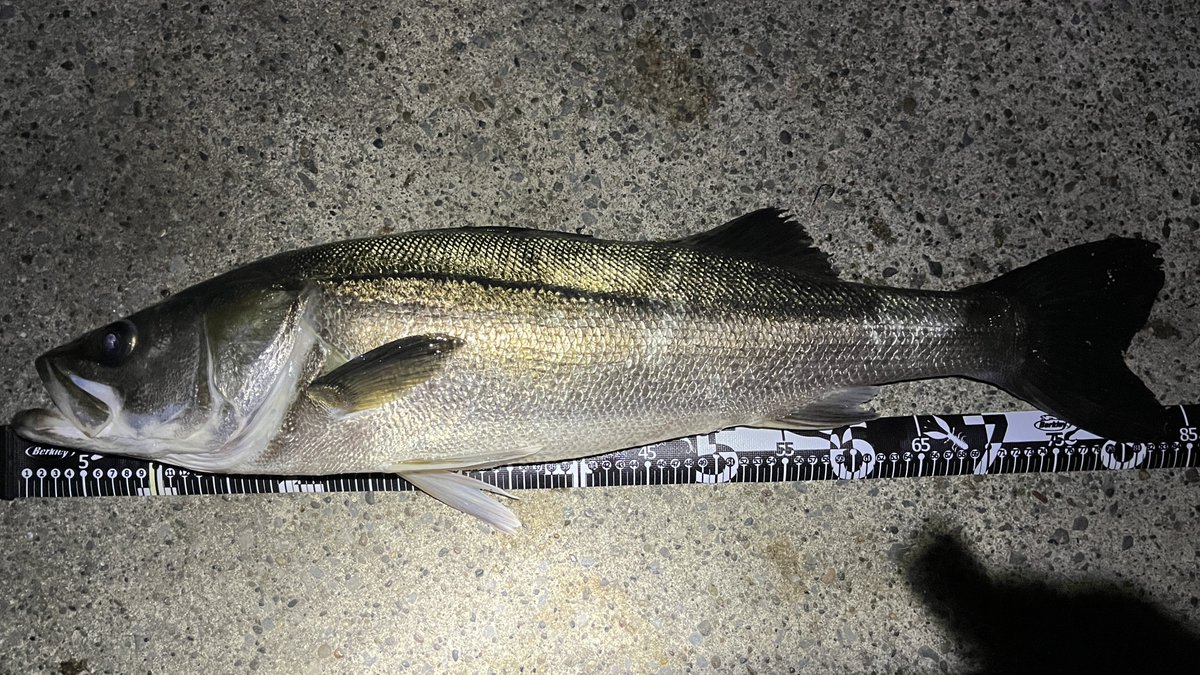 Sablemay's tweet image. 今年初のランカーをキャッチ出来た！