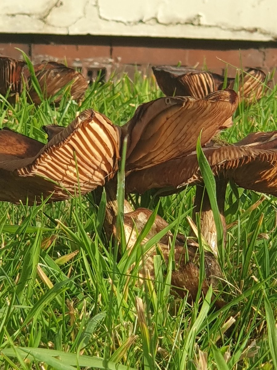 The band would like to take this opportunity to invite the Premier League to do one