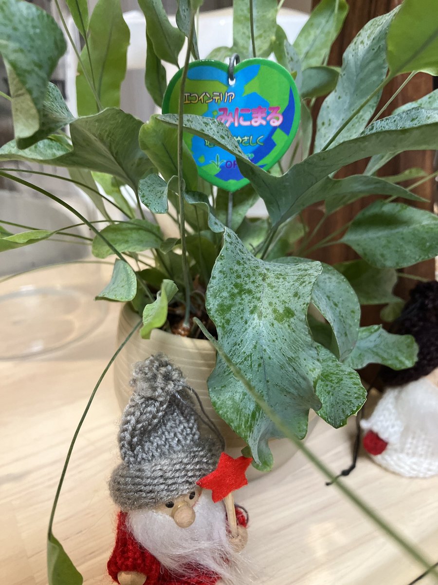 kh_er_'s tweet photo. 久しぶりの更新だぁ！

観葉植物🪴達は元気🌱
クリスマスの小物達と並ぶとより可愛さ増すよね⭐︎

#観葉植物
#観葉植物のある暮らし
#観葉植物インテリア
#クリスマスインテリア https://t.co/ZnM3calNSP