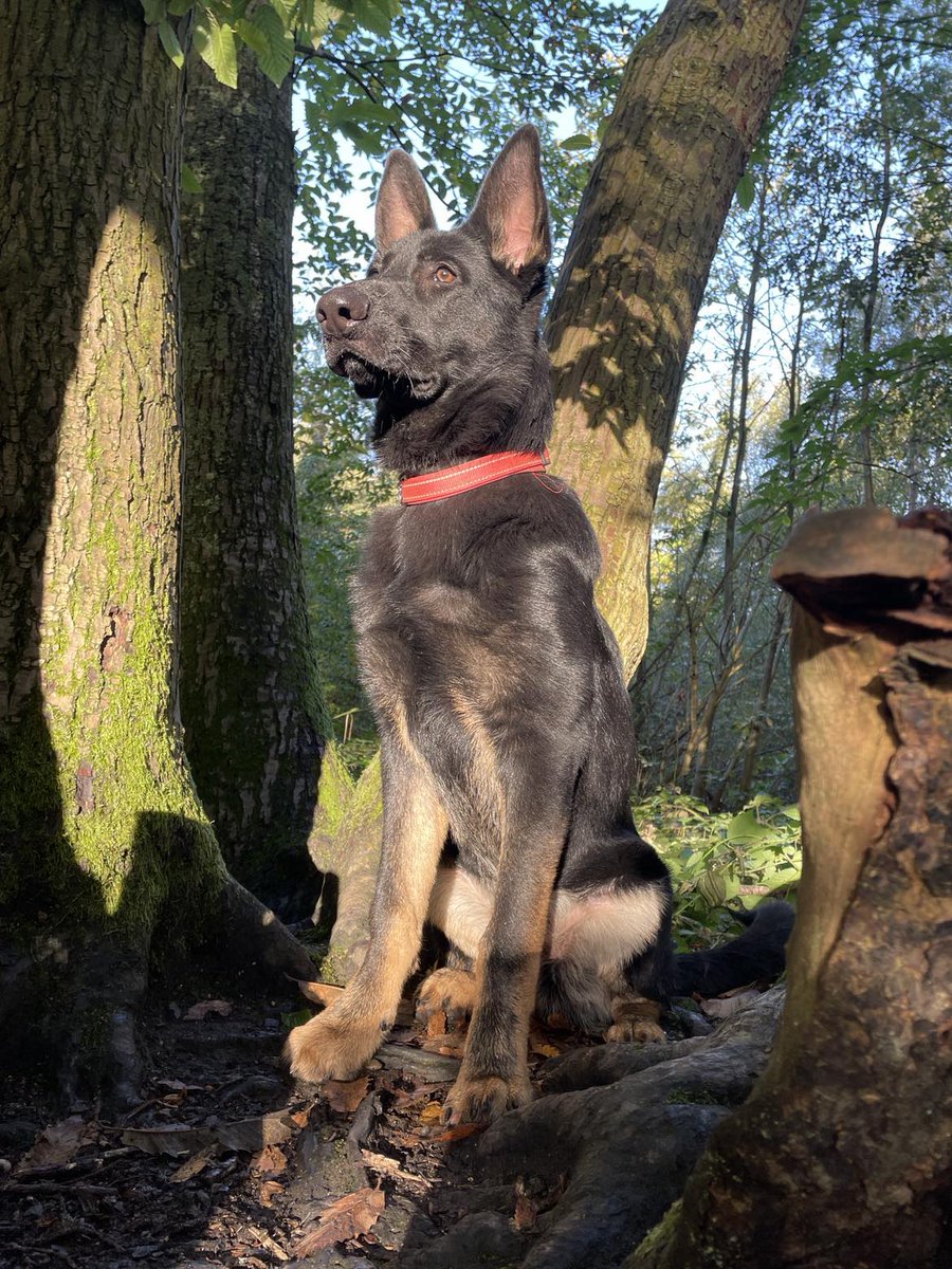 gsrescueelite's tweet photo. Raven is 8mths old and he came to us as his owner was struggling to manage, Raven can live with older kids and other #dogs and will need a #GermanShepherd exp home 
#Essex 
https://t.co/4phDRStnSX https://t.co/cP3EOkpJLE