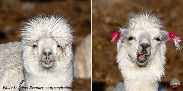 NEW! #alpaca and #llama coffee #mugs, 2 cute portraits per mug, available here: 
With FREE SHIPPING in UK: lens2print.co.uk/albumview.asp?…
In USA: james-brunker.pixels.com/collections/co…
#AYearForArt #BuyIntoArt #ShopEarly #giftideas #shopsmallbusiness #wildlife #nature #cuteanimals #Christmasgifts