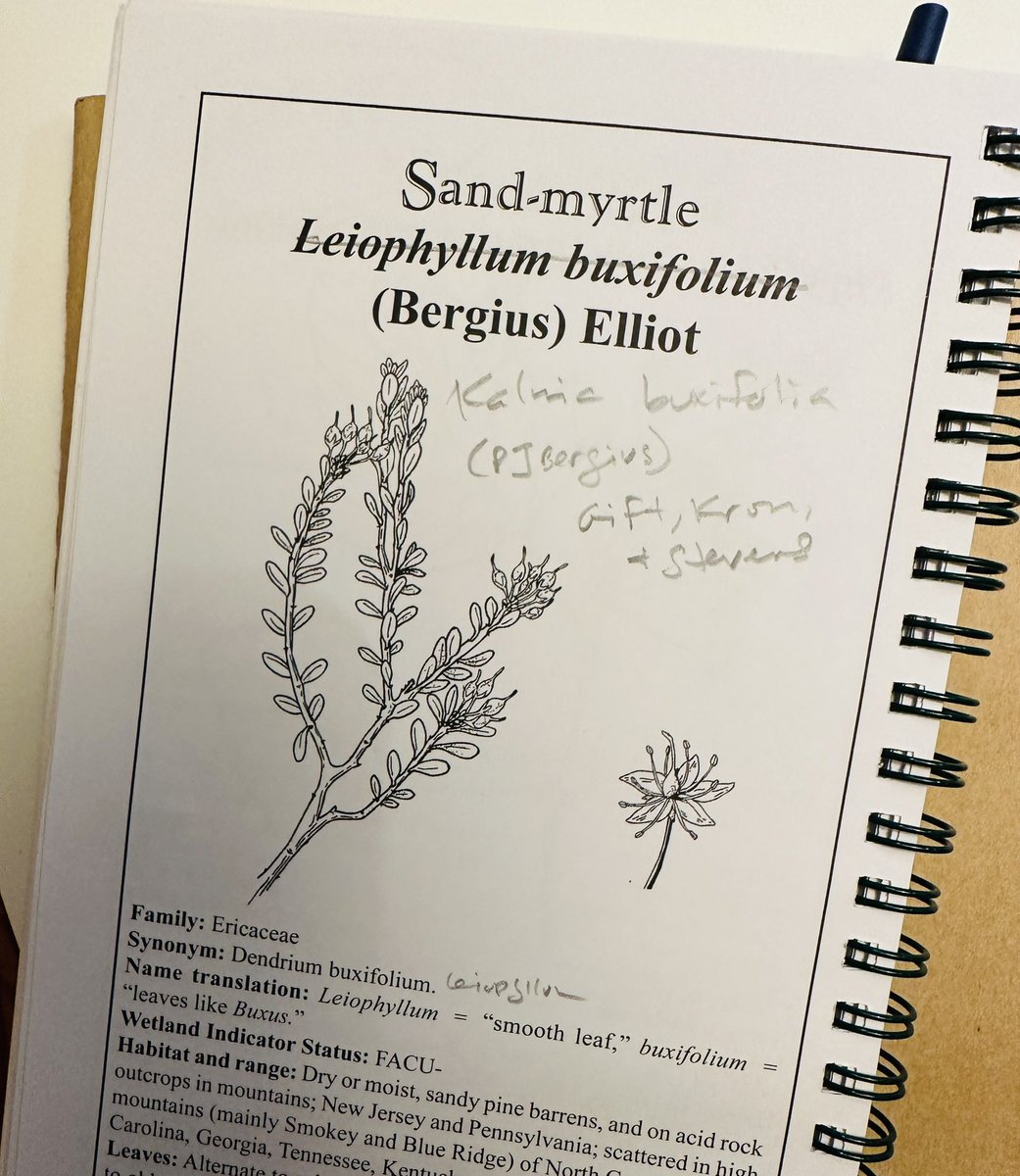 MartineBotany's tweet photo. One of the name changes for the Shrubs and Vines of NJ 3rd edition….. sand-myrtle moving from Leiophyllum to Kalmia.
#iamabotanist #nomenclature #leiophyllumbuxifolium #kalmiabuxifolia #sandmyrtle #shrubsofnewjersey https://t.co/PutqOuXZrE