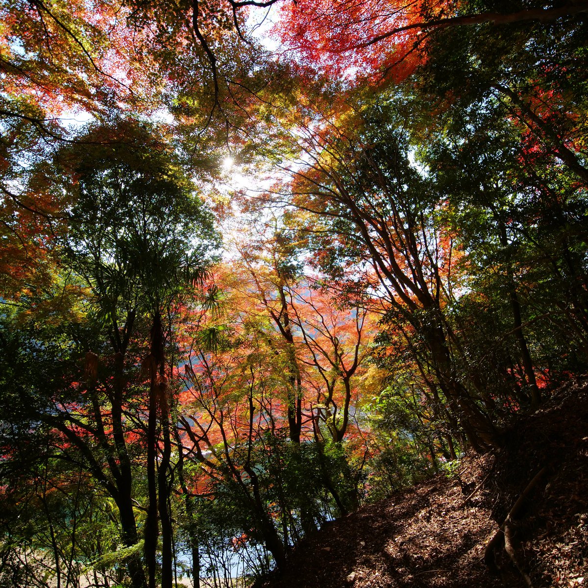 Les #couleurs de la #forêt au nord de #Kobe en automne semblent irréelles

#LumixG9 #laowa7_5mm

instagram.com/p/Cz_VrFvrQK0/