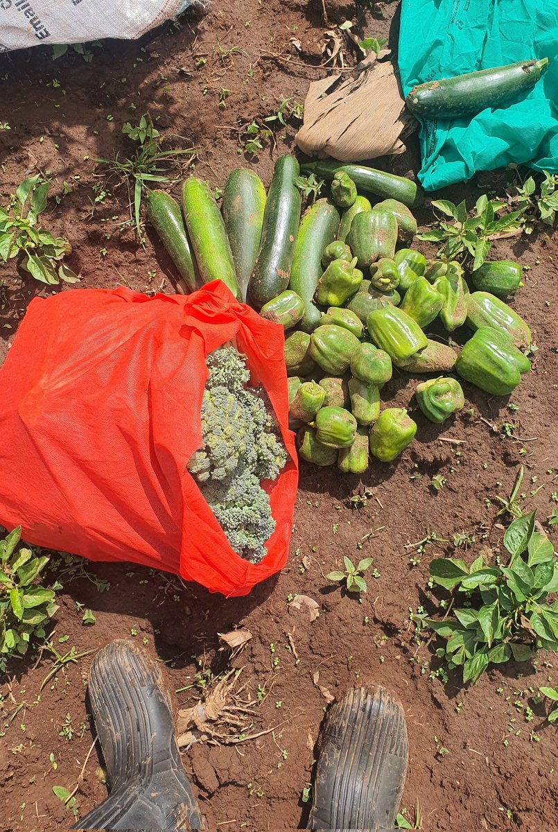 jacksotwister's tweet photo. Today was harvesting day 💪
Some #Brocoli #Zucchini #ChineseCabbage #BellPeppers na #Kabej
#Ushamba #PlantationLife https://t.co/VN9bJpQcJ0