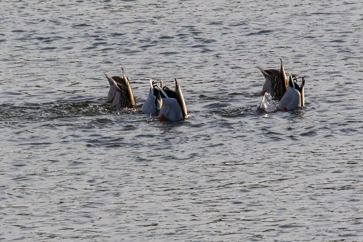 Went to the river. Saw a flock of duck butts