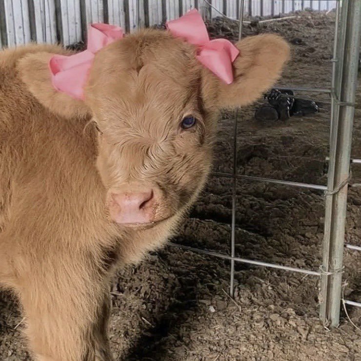 dreamyyarchive's tweet image. cow with pink bows 🎀