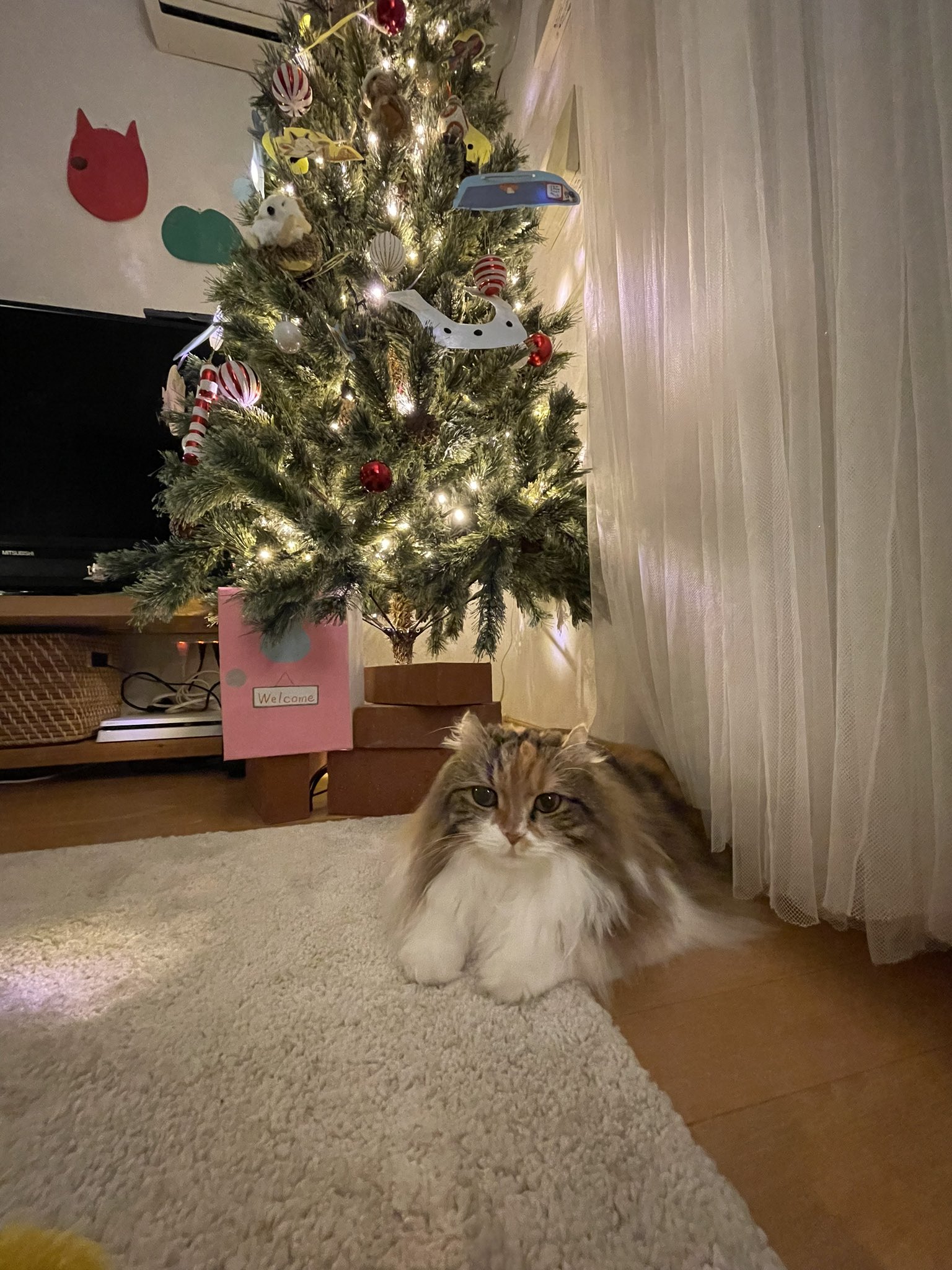 きなここ 楽天市場】きな粉 黒ごま黒豆きなこ 150g×4袋 送料無料 植物性