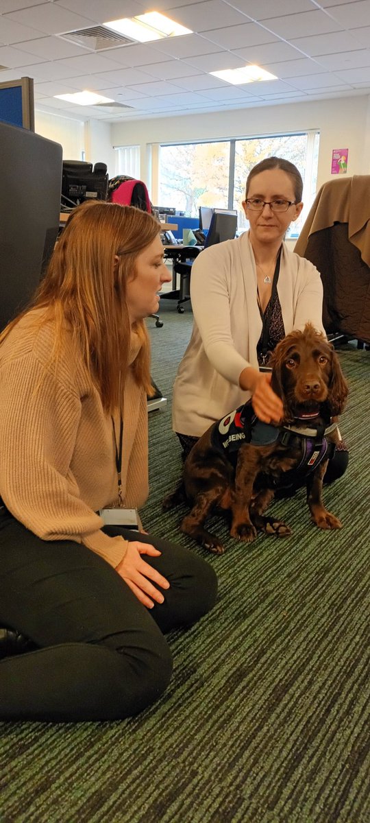 Lovely visit to Witness Care in Theale today, Henley met lots of people and provided smiles, uplift and energy to all 
 <a href="/OscarKiloNine/">OscarKilo9</a> <a href="/OscarKiloUK/">Oscar Kilo</a> #wellbeing  dogs open up conversations